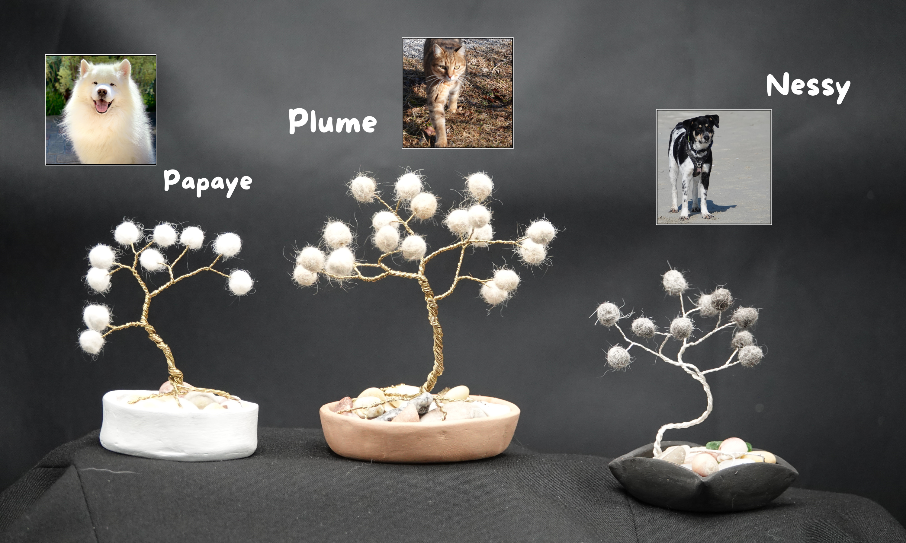 présentation de 3 arbres de vie avec les photos des animaux leur correspondant